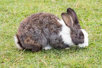 Cute Easter rabbit sitting on a grassland