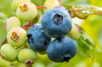 Close up view of organic heathberries or bilberries