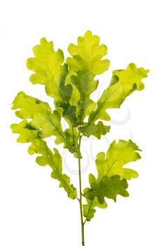 Oak branch isolated on white background