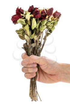 Hand holding dried red rose flowers isolate on white background. Traditional symbol of a broken heart and lost love. Memory, deathy, loss concept. Life anf dead. 