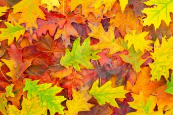 Background of colorful autumn leaves. Autumn Leaves Background.