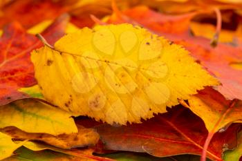 Close-up view of colorful autumn leaves. Autumn Leaves Background.