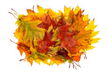 Pile of colorful autumn leaves isolated on white background