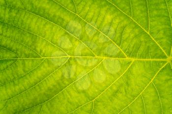 Fresh green leaf texture. Abstract green leaf texture for background