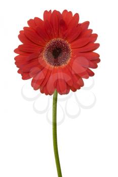 Red gerbera with stem isolated on a white background 