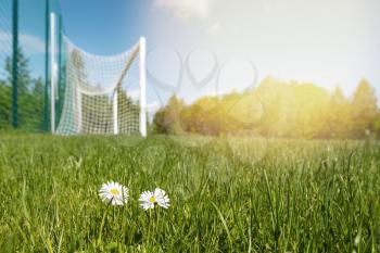 Blooming daisy flowers on soccer field with football goals on background
