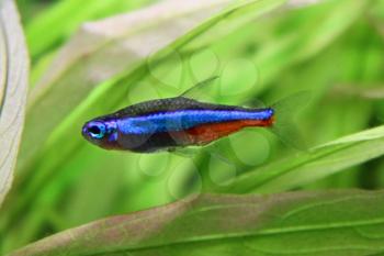 Nice small Blue neon- freshwater fish in aquarium