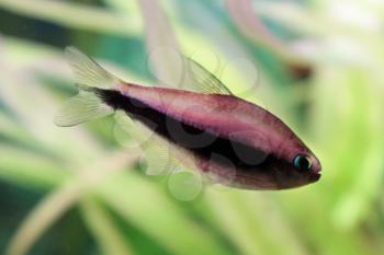 Female Tetra Palmeri freshwater fish in the aquarium