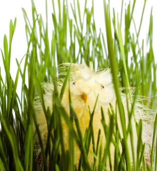 Chicken in the easter grass