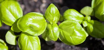 Basil young plant in soil