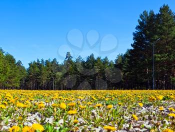 Dandelion field in the forest