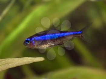 Blue neon freshwater fish in aquarium