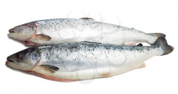 Two salmon fish on the white background