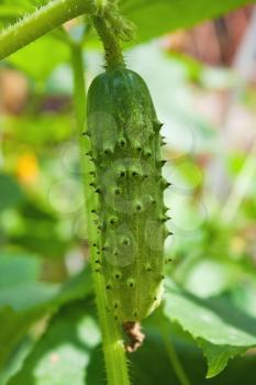 Cucumber in the growing stage