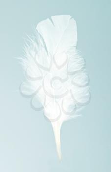 White feather on the blue bakground