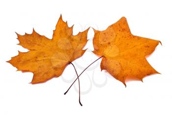 Two maple leaves on white background