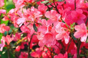 Pink rhododendron flower