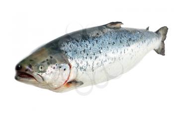 Big salmon fish on the white background