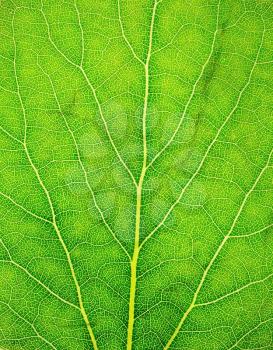 Pattern of green growing leaf surface