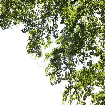 Leaves of the birch tree on white background