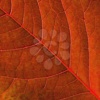 Red autumn leaf surface