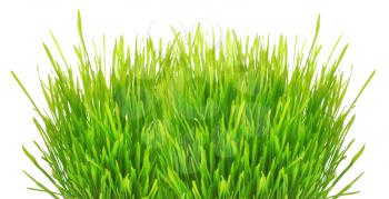 Branch of grass on white background