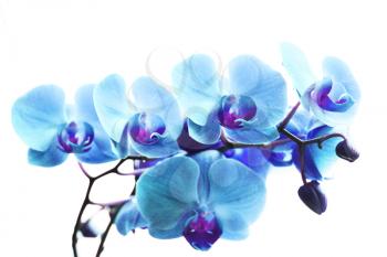 Beauty orchid flowers on white background