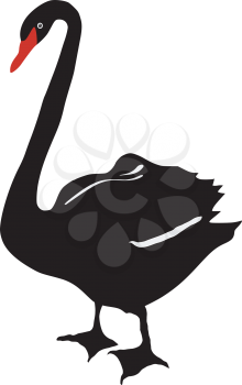 Illustration of black swan