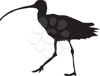 silhouette of curlew