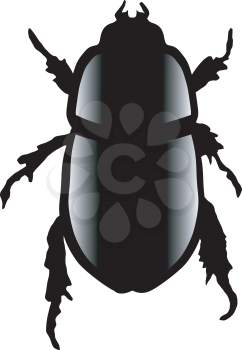 Scarab beetle