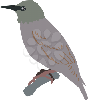 Illustration of starling