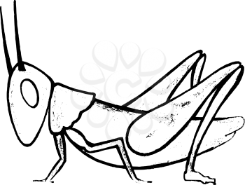 Hand drawn, vector, sketch illustration of grasshopper