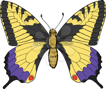 Hand drawn, sketch, vector illustration of swallowtail butterfly