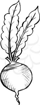 hand drawn illustration of a red beet on white