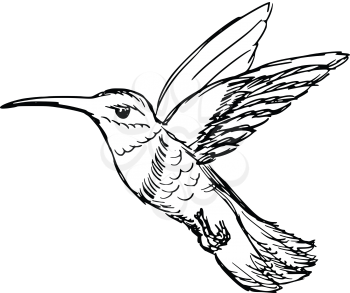 hand drawn, sketch, cartoon illustration of hummingbird