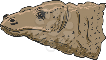 hand drawn, sketch illustration of Komodo dragon