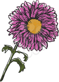 hand drawn, sketch illustration of chrysanthemum