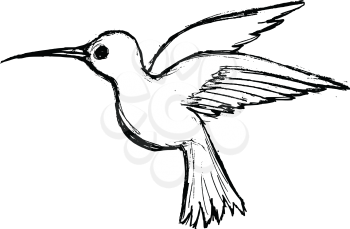 hand drawn, grunge, sketch illustration of hummingbird