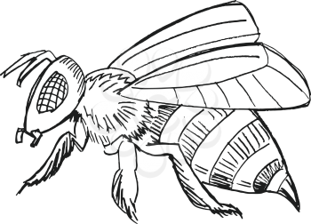 bee, illustration of wildlife, zoo, wildlife, animal of meadow, insect, honey