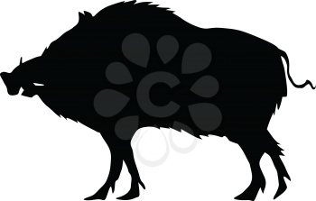 silhouette of wild boar
