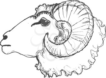 vector, sketch, hand drawn illustration of ram