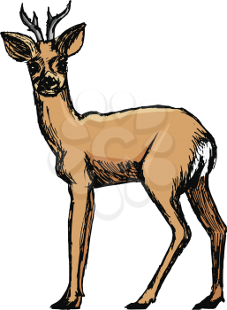 vector, coloured, sketch, hand drawn image of roe deer