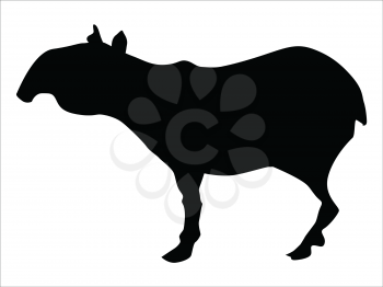 black silhouette of tapir, wildlife motive