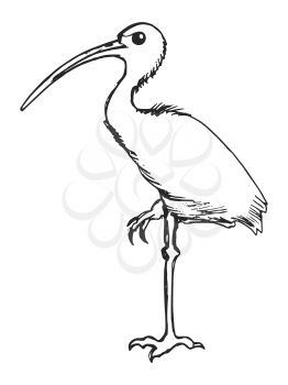 Vector, hand drawn, sketch illustration of ibis. Motives of zoology, education, world of animals, wildlife, kinds of birds