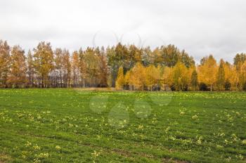 Royalty Free Photo of a Winter Wheat Field in Fall