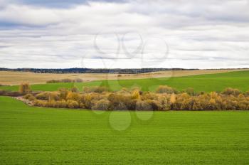Yellow tree, green winter wheat, the yellow stubble, wood on the background of the cloudy sky