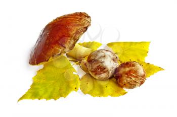 Three greasers, a sprig of birch trees with yellow leaves isolated on white background