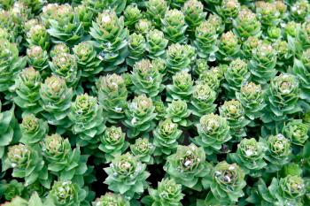 The texture of the plant Rhodiola Rosea with water drops on leaves