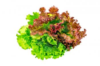 Green and red beams lettuce isolated on white background