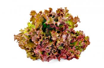 Red lettuce isolated on the white background